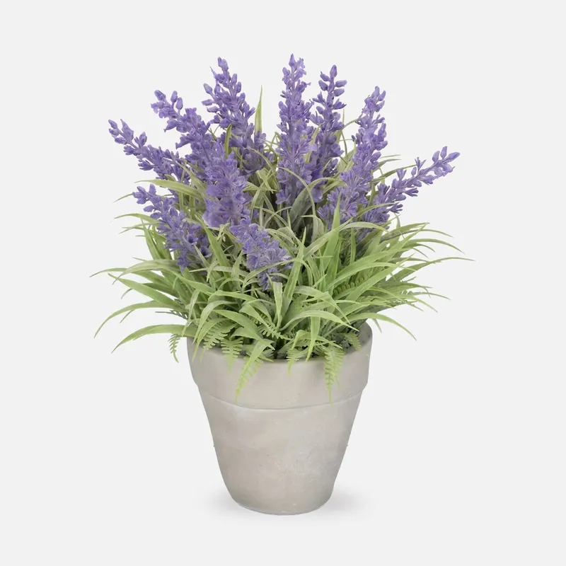 Planta floral LAVANDA en maceta de cemento 23cm surtido - Decoración