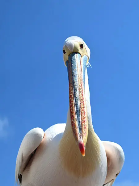 Canvas PELICAN marca CONFORAMA - Decoración