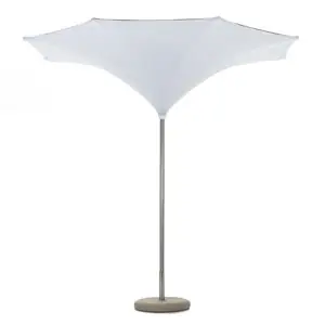 Parasol Plant Fim - Fim. Parasoles